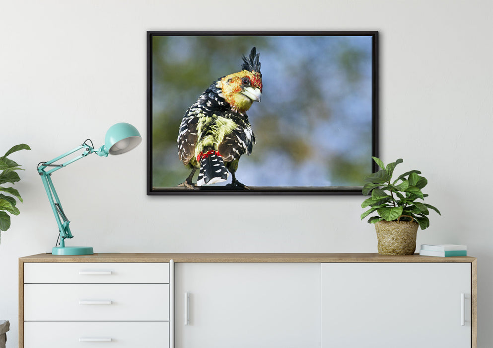 schöner Hauben-Bartvogel auf Leinwandbild gerahmt verschiedene Größen im Wohnzimmer