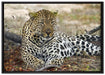 liegender Leopard im Laub auf Leinwandbild gerahmt Größe 100x70