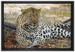 liegender Leopard im Laub auf Leinwandbild gerahmt Größe 60x40
