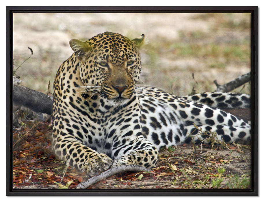 liegender Leopard im Laub auf Leinwandbild gerahmt Größe 80x60