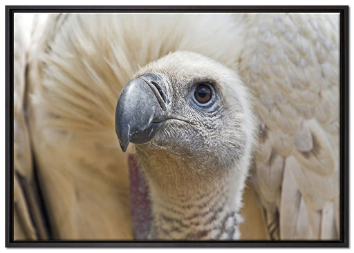 außergewöhnlicher Geier auf Leinwandbild gerahmt Größe 100x70