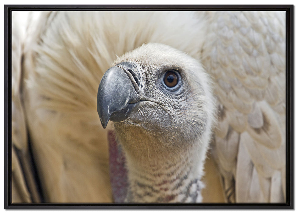 außergewöhnlicher Geier auf Leinwandbild gerahmt Größe 100x70