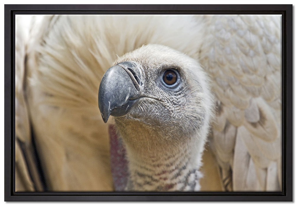 außergewöhnlicher Geier auf Leinwandbild gerahmt Größe 60x40