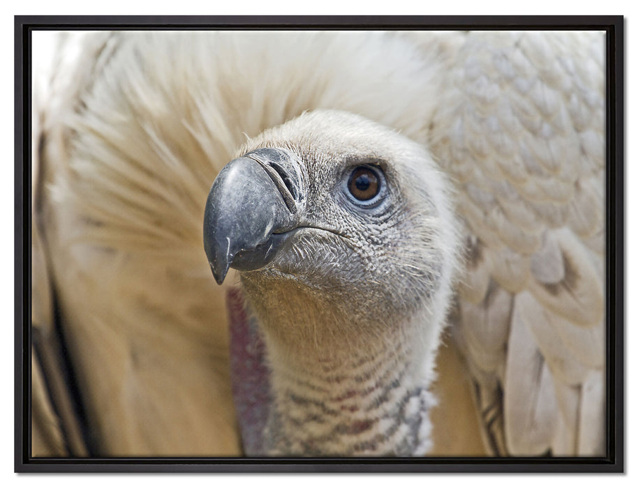 außergewöhnlicher Geier auf Leinwandbild gerahmt Größe 80x60