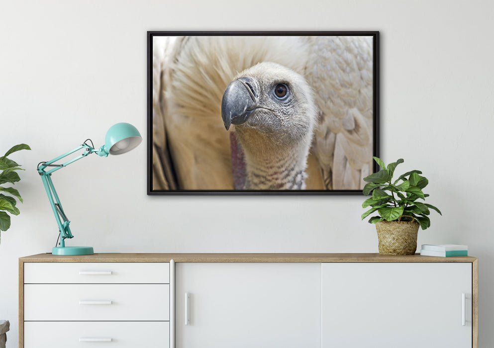 außergewöhnlicher Geier auf Leinwandbild gerahmt verschiedene Größen im Wohnzimmer