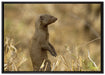 Marder in der Savanne auf Leinwandbild gerahmt Größe 100x70