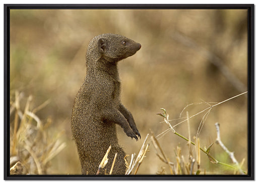 Marder in der Savanne auf Leinwandbild gerahmt Größe 100x70