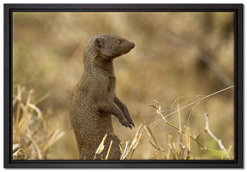 Marder in der Savanne auf Leinwandbild gerahmt Größe 60x40
