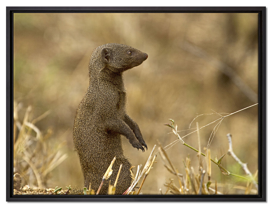 Marder in der Savanne auf Leinwandbild gerahmt Größe 80x60