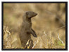 Marder in der Savanne auf Leinwandbild gerahmt Größe 80x60