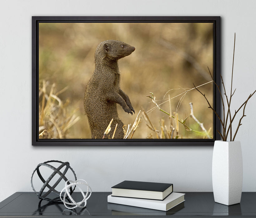 Marder in der Savanne auf Leinwandbild gerahmt mit Kirschblüten