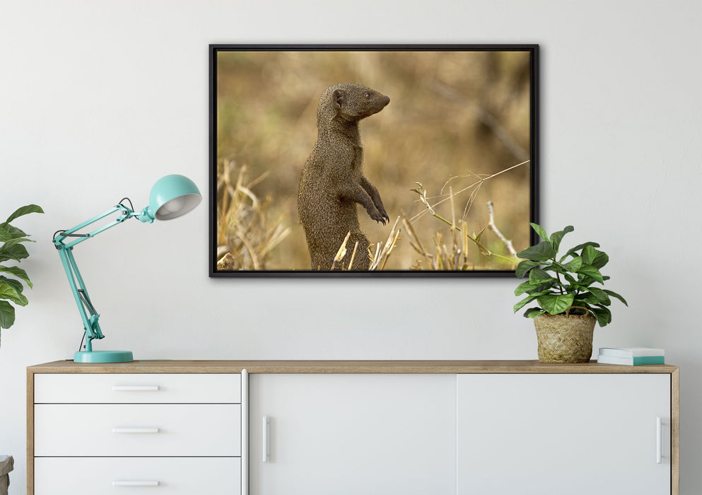 Marder in der Savanne auf Leinwandbild gerahmt verschiedene Größen im Wohnzimmer