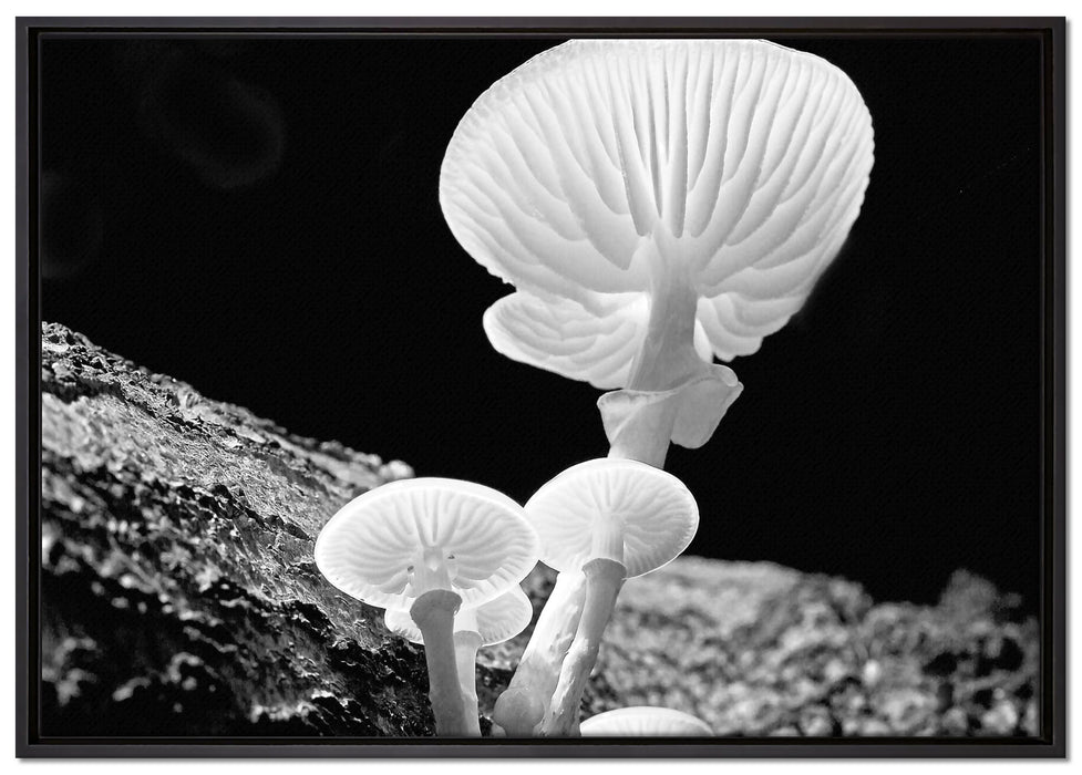 Dark weiße Pilze auf Leinwandbild gerahmt Größe 100x70