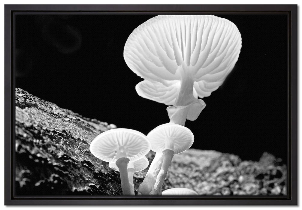 Dark weiße Pilze auf Leinwandbild gerahmt Größe 60x40
