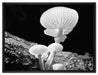 Dark weiße Pilze auf Leinwandbild gerahmt Größe 80x60