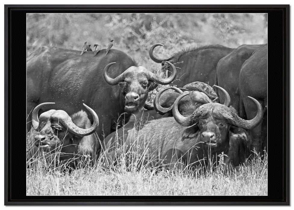 große Kaffernbüffel Herde auf Leinwandbild gerahmt Größe 100x70