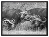 große Kaffernbüffel Herde auf Leinwandbild gerahmt Größe 80x60