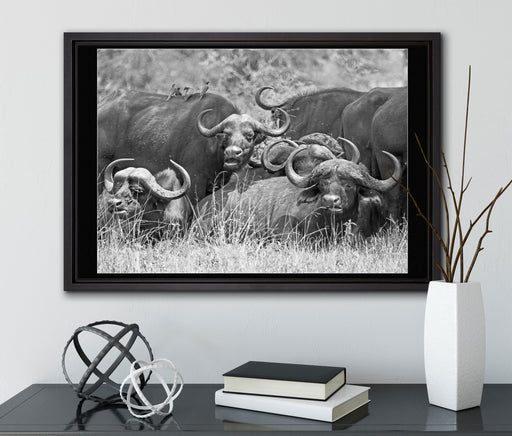 große Kaffernbüffel Herde auf Leinwandbild gerahmt mit Kirschblüten