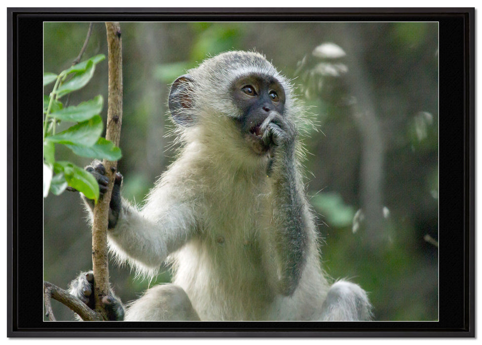 junges Äffchen auf Baum auf Leinwandbild gerahmt Größe 100x70
