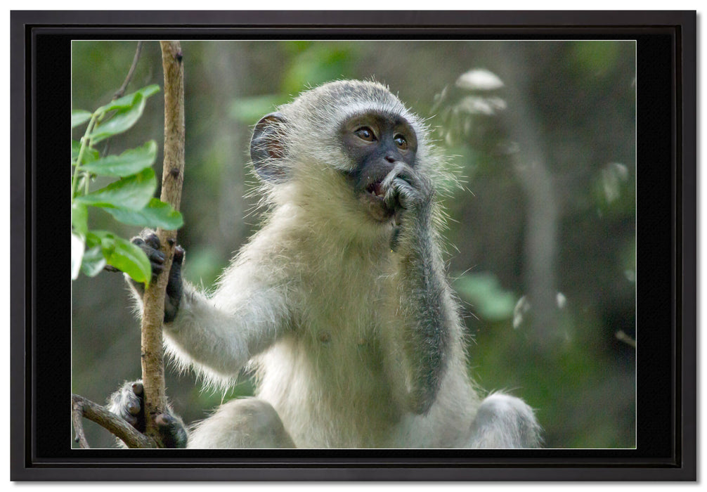 junges Äffchen auf Baum auf Leinwandbild gerahmt Größe 60x40