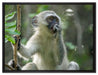 junges Äffchen auf Baum auf Leinwandbild gerahmt Größe 80x60