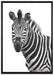 Zebra im Portrait auf Leinwandbild gerahmt Größe 100x70