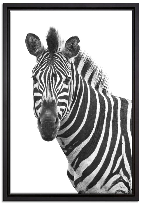 Zebra im Portrait auf Leinwandbild gerahmt Größe 60x40