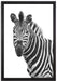 Zebra im Portrait auf Leinwandbild gerahmt Größe 60x40
