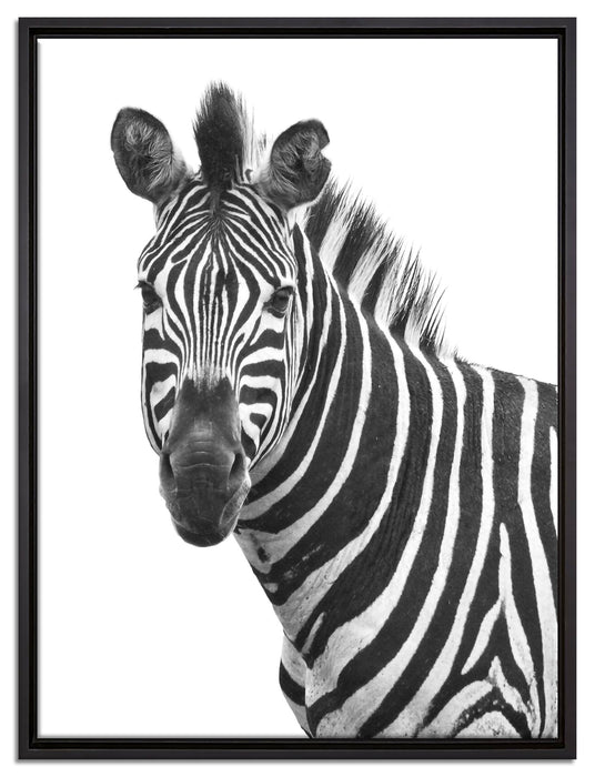Zebra im Portrait auf Leinwandbild gerahmt Größe 80x60