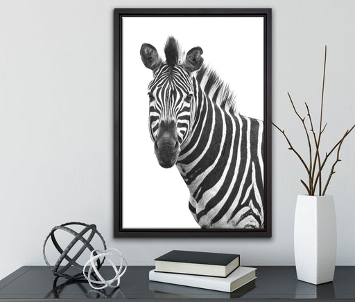 Zebra im Portrait auf Leinwandbild gerahmt mit Kirschblüten