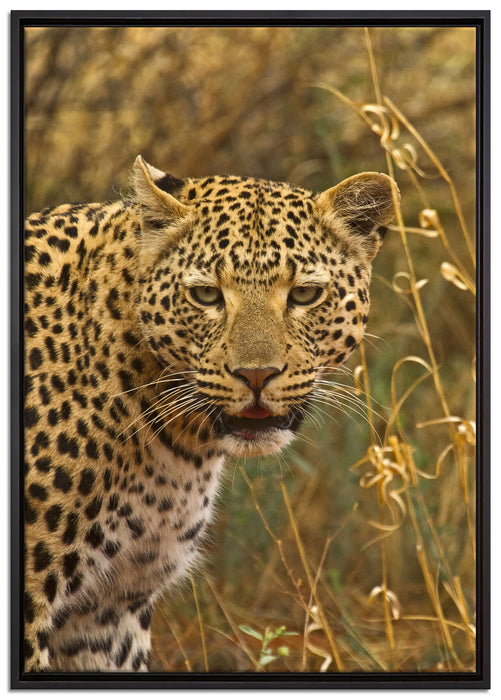 Leopard beobachtet Umgebung auf Leinwandbild gerahmt Größe 100x70