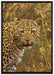Leopard beobachtet Umgebung auf Leinwandbild gerahmt Größe 100x70