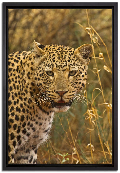 Leopard beobachtet Umgebung auf Leinwandbild gerahmt Größe 60x40