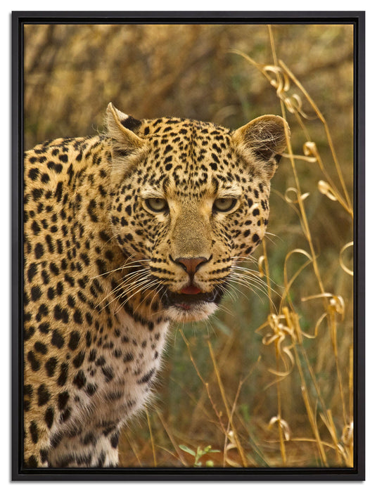 Leopard beobachtet Umgebung auf Leinwandbild gerahmt Größe 80x60