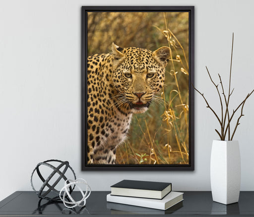 Leopard beobachtet Umgebung auf Leinwandbild gerahmt mit Kirschblüten