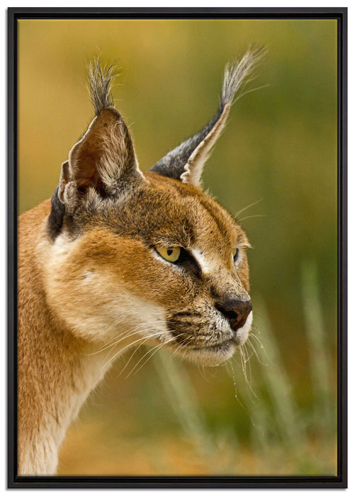 schöner Karakal auf Leinwandbild gerahmt Größe 100x70
