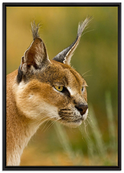 schöner Karakal auf Leinwandbild gerahmt Größe 100x70