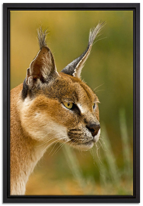 schöner Karakal auf Leinwandbild gerahmt Größe 60x40