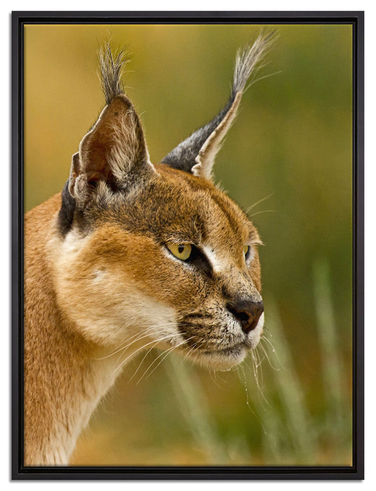 schöner Karakal auf Leinwandbild gerahmt Größe 80x60