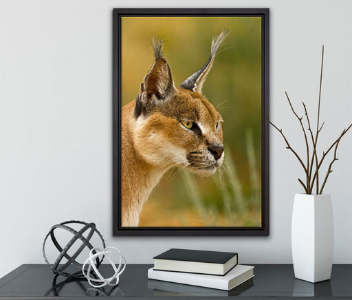 schöner Karakal auf Leinwandbild gerahmt mit Kirschblüten