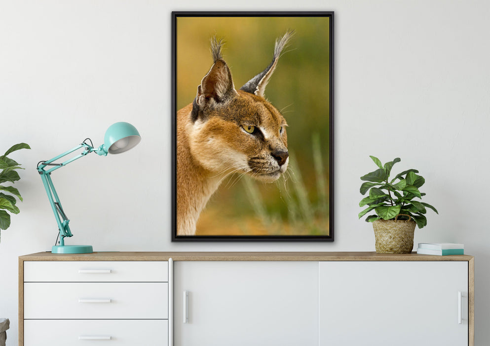 schöner Karakal auf Leinwandbild gerahmt verschiedene Größen im Wohnzimmer