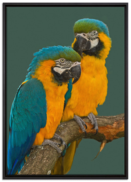 Papageienpärchen auf einem Ast auf Leinwandbild gerahmt Größe 100x70