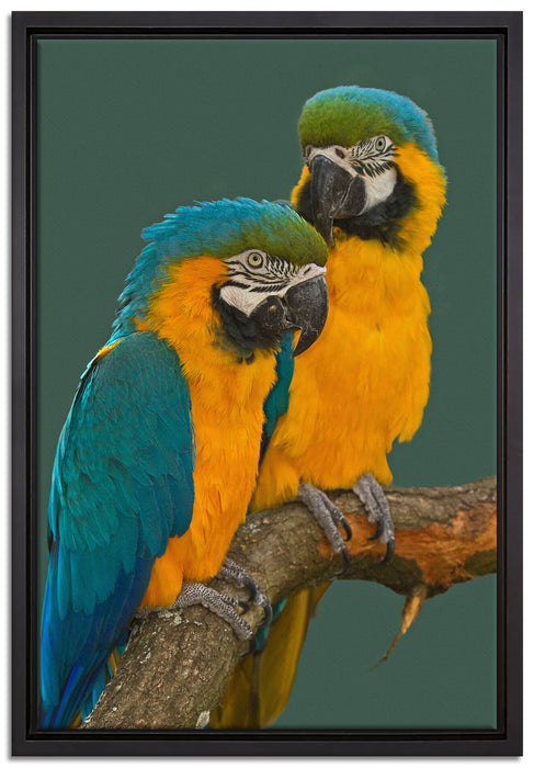 Papageienpärchen auf einem Ast auf Leinwandbild gerahmt Größe 60x40