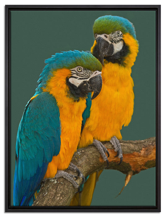 Papageienpärchen auf einem Ast auf Leinwandbild gerahmt Größe 80x60