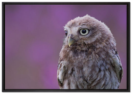 schöne junge Eule auf Leinwandbild gerahmt Größe 100x70