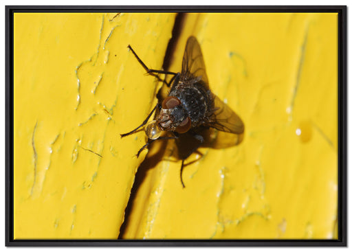 kleine Fliege mit Tautropfen auf Leinwandbild gerahmt Größe 100x70