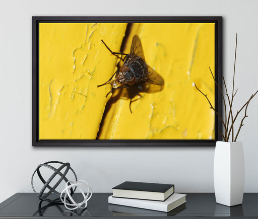 kleine Fliege mit Tautropfen auf Leinwandbild gerahmt mit Kirschblüten