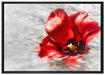 kleine Mohnblüte im Wasser auf Leinwandbild gerahmt Größe 100x70