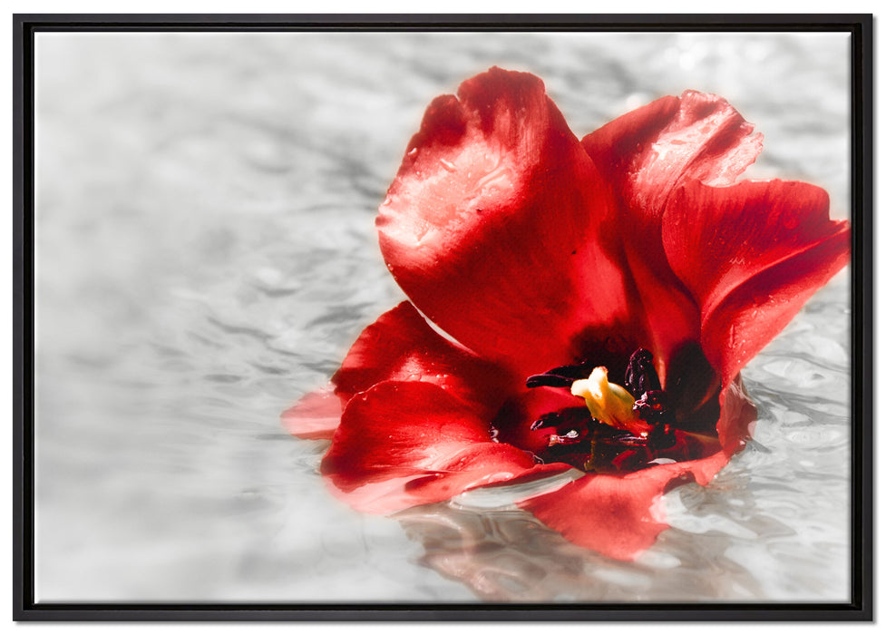 kleine Mohnblüte im Wasser auf Leinwandbild gerahmt Größe 100x70