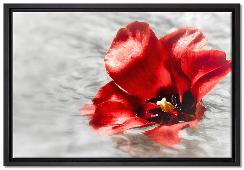 kleine Mohnblüte im Wasser auf Leinwandbild gerahmt Größe 60x40